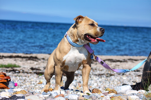 Haustierärztliche Praxis Niederhofer UG unter Henstedt-Ulzburg, Schleswig-Holstein