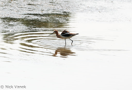 Park «Sage Creek Park», reviews and photos, 9500 Civic Center Dr, Thornton, CO 80229, USA