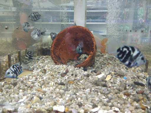 Tropical Fish Store «Fishy Business», reviews and photos, 140 S Ronald Reagan Blvd, Longwood, FL 32750, USA