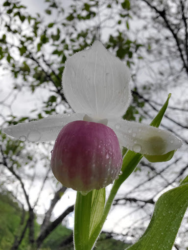 Nature Preserve «Eshqua Bog Natural Area», reviews and photos, Garvin Hill Rd, Woodstock, VT 05091, USA