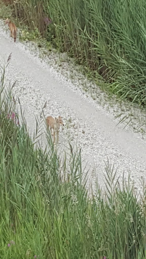 Nature Preserve «Van Vlissingen Prairie», reviews and photos, 1735 East 96th Street, Chicago, IL 60617, USA