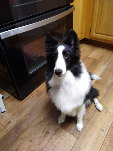 Pet Supply Store «Pet Supermarket, Inc.», reviews and photos, 598 N McCarran Blvd, Sparks, NV 89431, USA