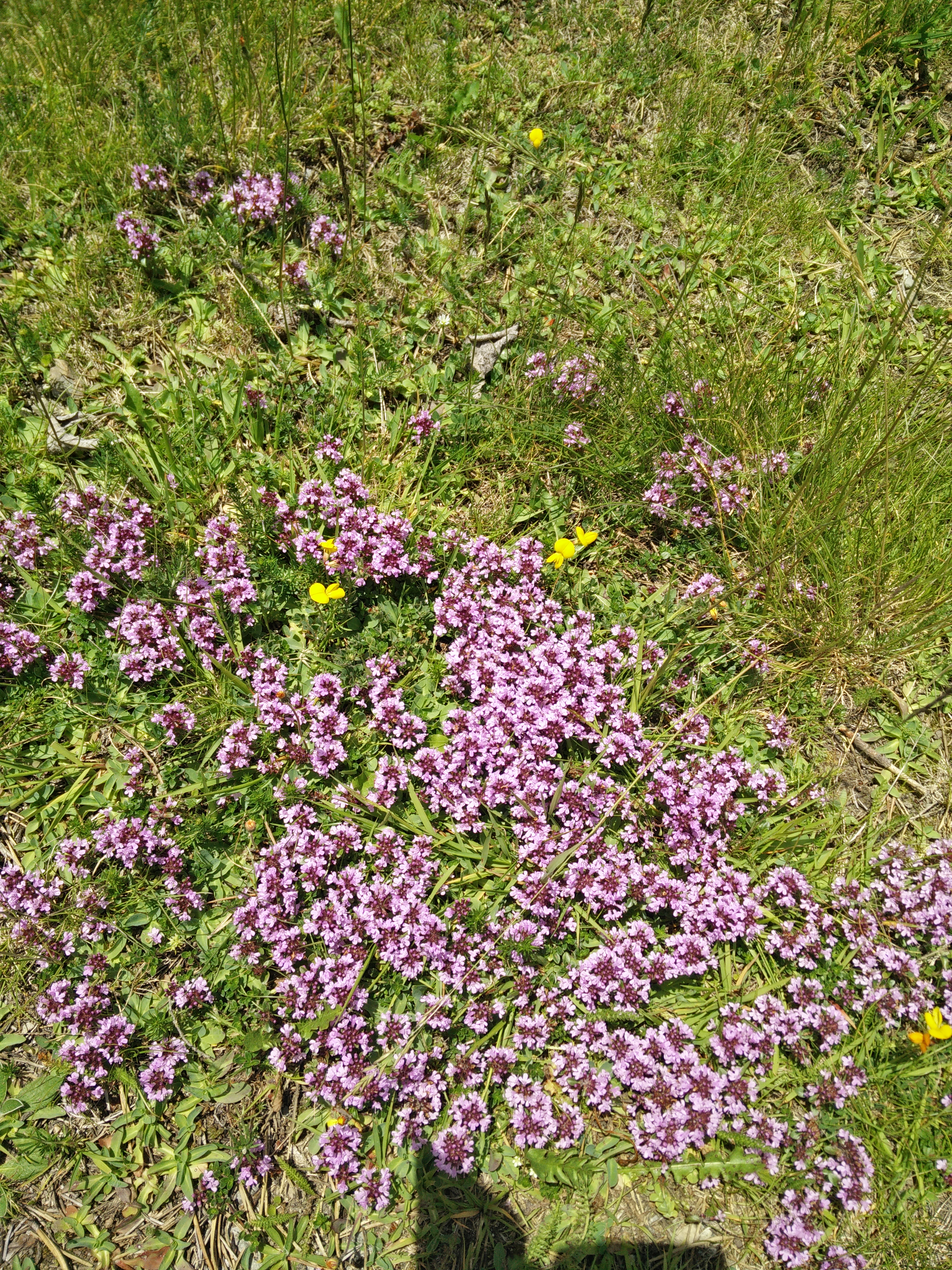 Photo n° 21 de l'avis de LOUIT.O fait le 25/06/2020 à 13:20