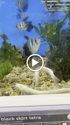 Pet Supply Store «Petco Animal Supplies», reviews and photos, 24413 Crenshaw Blvd #8, Torrance, CA 90505, USA