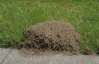 Little B Pest Control - Photo 2 - Car repair in , Fort Worth