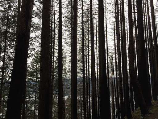 Tourist Attraction «Wahkeena Falls», reviews and photos, Wahkeena Trail #420, Corbett, OR 97019, USA