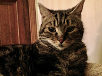 The Holistic Vet of Vermont, LLC - Photo 7 - Car repair in Richmond, VT, Burlington