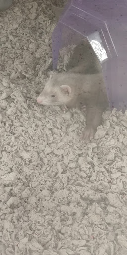 Pet Supply Store «Petco Animal Supplies», reviews and photos, 7680 Poplar Ave, Germantown, TN 38138, USA