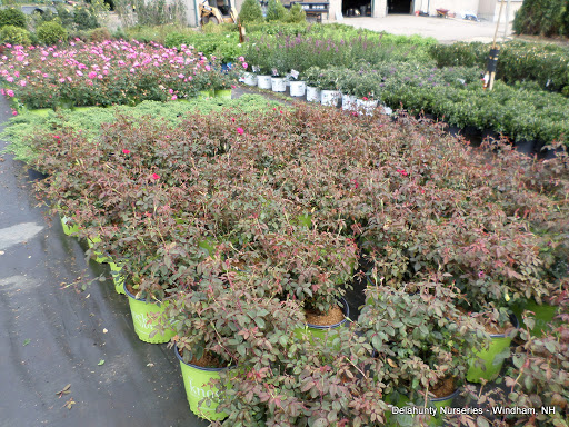 Garden Center «Delahunty Nurseries & Florist», reviews and photos, 41 Range Rd, Windham, NH 03087, USA
