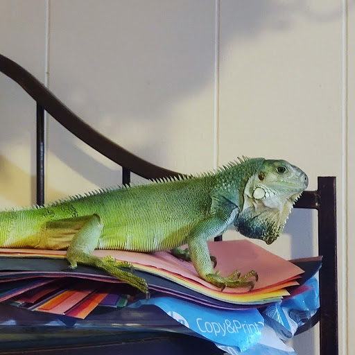 Pet Supply Store «Over Bridge Pet Supplies», reviews and photos, 24 Seneca St, Hornell, NY 14843, USA