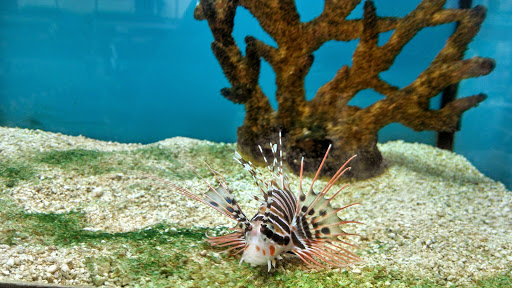 Pet Supply Store «Petco Animal Supplies», reviews and photos, 308 E Meighan Blvd, Gadsden, AL 35903, USA