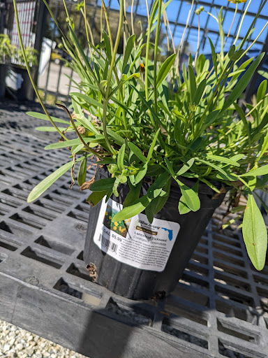 Plant Nursery «Wilcox Nursery», reviews and photos, 12501 Indian Rocks Rd, Largo, FL 33774, USA