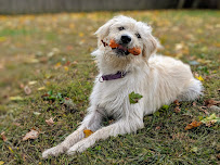 Canine Movement Lab - Photo 7 - Car repair in Chattanooga, TN, Chattanooga