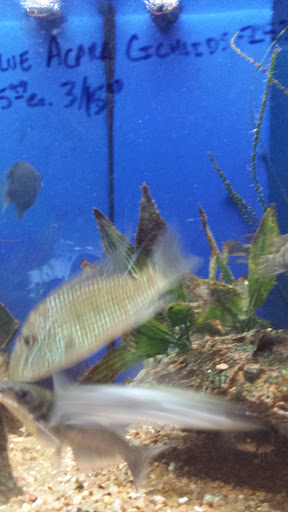 Pet Store «Olathe Pet Shop», reviews and photos, 16651 151st St, Olathe, KS 66062, USA