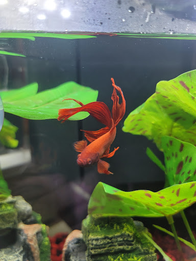 Pet Supply Store «Pet Supermarket», reviews and photos, 1040 Palm Coast Pkwy NW, Palm Coast, FL 32137, USA