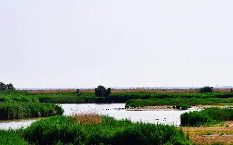 Tagus Estuary Nature Reserve image