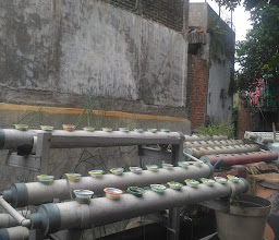 Jambu Lebaklarang photo