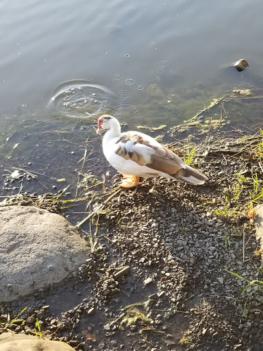 Park «Fancher Davidge Park», reviews and photos, 130 Lake Ave, Middletown, NY 10940, USA