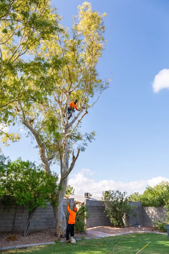 Cutting Edge Tree Services