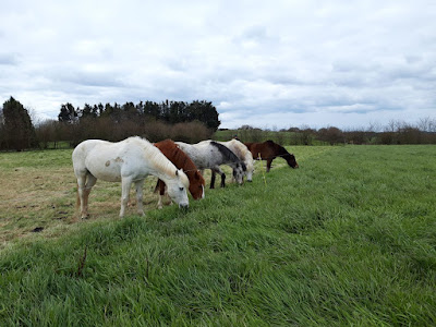 Equi'séjour à Pordic