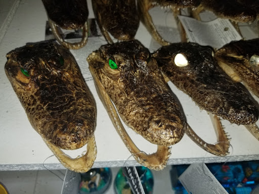 Souvenir Store «Green Turtle Shell & Gift Shop», reviews and photos, 701 Gulf Dr N, Bradenton Beach, FL 34217, USA