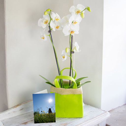 Florist «Kings County Florist - Fruit Baskets», reviews and photos, 506 Clarkson Ave, Brooklyn, NY 11203, USA