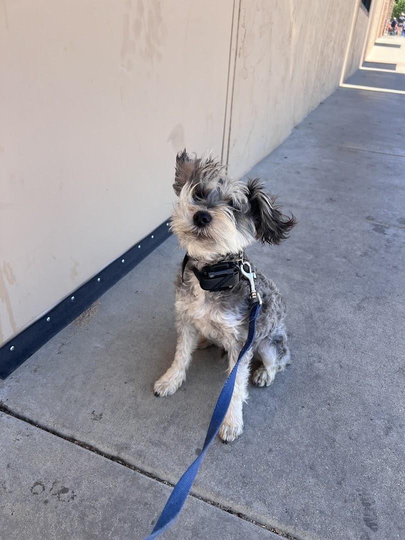 Happy Dogs Of Prescott Dog Training