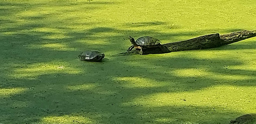 Nature Preserve «Cincinnati Nature Center», reviews and photos, 4949 Tealtown Rd, Milford, OH 45150, USA