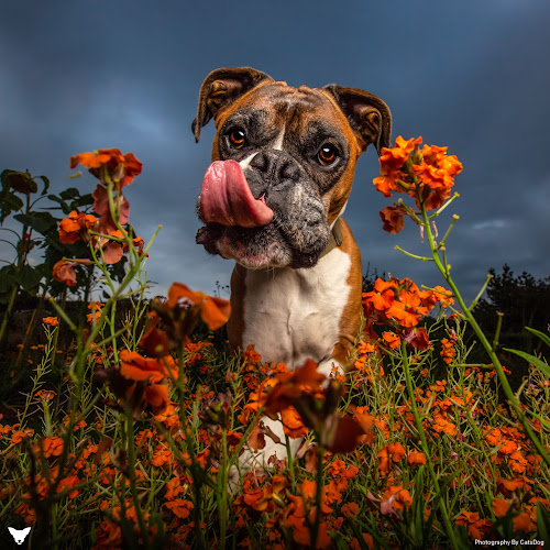 Comments and reviews of CatsDog Photography