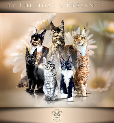 Chatterie - Elevage de Chats Maine Coon by Lullicat's à Verdille