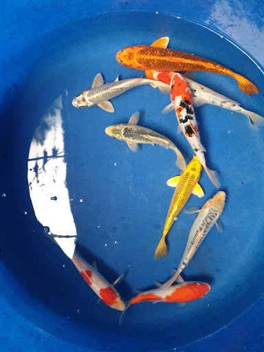 Top 20 cửa hàng cá koi Huyện Kiến Thụy Hải Phòng 2022