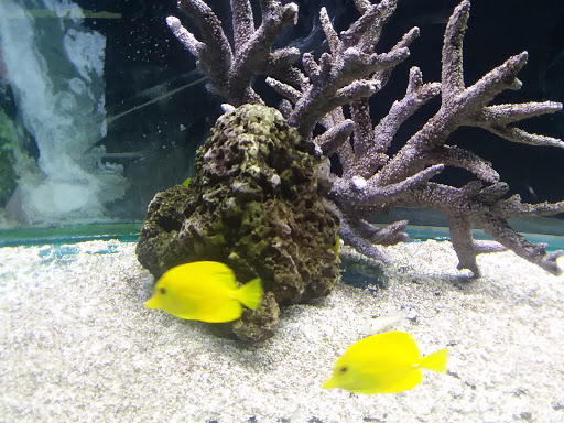 Aquarium «Aquarium World», reviews and photos, 13157 Northwest Fwy, Houston, TX 77040, USA