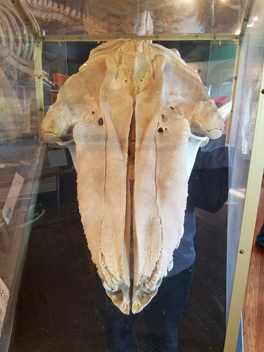 Museum «The Whale Museum», reviews and photos, 62 1st St, Friday Harbor, WA 98250, USA