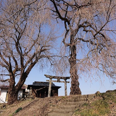 山神宮の桜