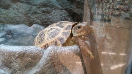 Pet Supply Store «Petco Animal Supplies», reviews and photos, 4401 Transit Rd #600, Williamsville, NY 14221, USA