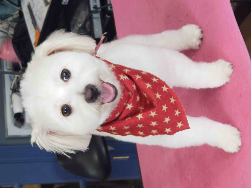 Pet Groomer «Ufuri Pet Salon», reviews and photos, 235 Huron Ave, Port Huron, MI 48060, USA