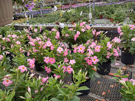 Plant Nursery «Blooming Acres», reviews and photos, 7561 State Rd, Wadsworth, OH 44281, USA