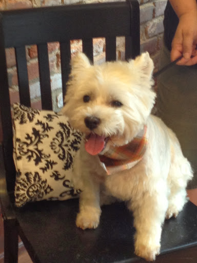 Pet Groomer «Ufuri Pet Salon», reviews and photos, 235 Huron Ave, Port Huron, MI 48060, USA