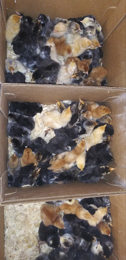 Poultry Farm «R Farm», reviews and photos, 1041 Farm-To-Market 2537, San Antonio, TX 78221, USA