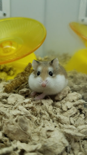 Pet Supply Store «Petco Animal Supplies», reviews and photos, 45 Holyoke St, Holyoke, MA 01040, USA