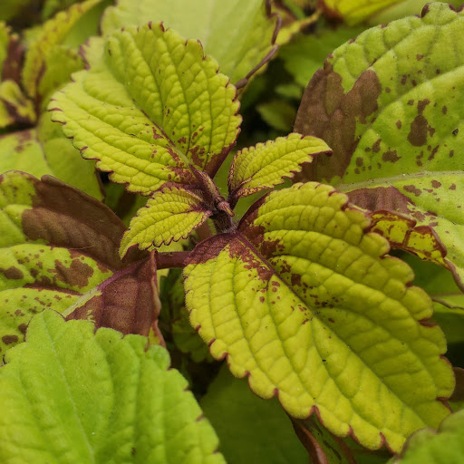 Plant Nursery «HOUSTON PLANTS & GARDEN WORLD», reviews and photos, 16726 North Fwy, Houston, TX 77090, USA