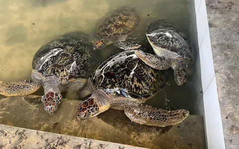 DELUANG SARI Penangkaran Penyu Bali Tanjung Benoa image