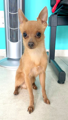 Clínica Veterinaria Vetclinic Veterinarios en Las Palmas de Gran Canaria