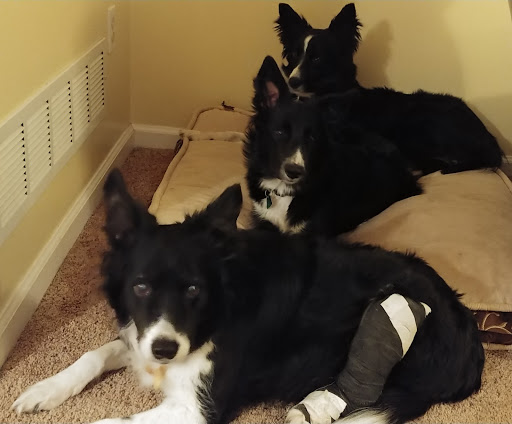 Pet Supply Store «Petco Animal Supplies», reviews and photos, 4491 Kirkwood Hwy, Wilmington, DE 19808, USA