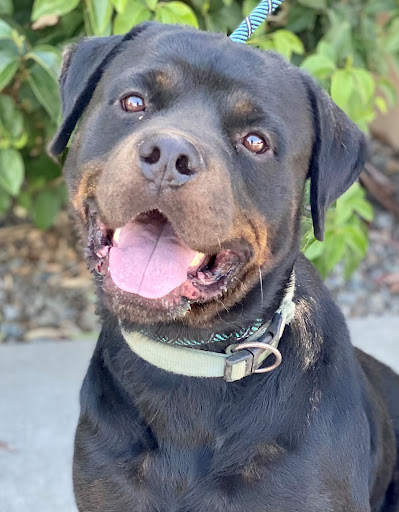 Tehama County Animal Care Center image