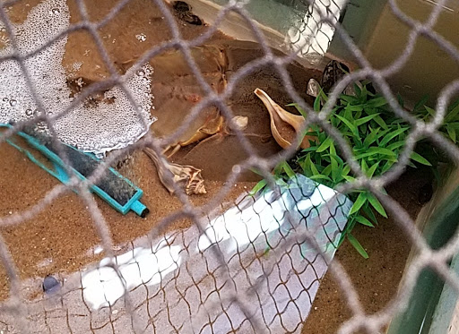 Nature Preserve «DuPont Nature Center», reviews and photos, 2992 Lighthouse Rd, Milford, DE 19963, USA