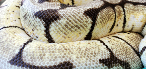 Pet Supply Store «Pet Bazaar», reviews and photos, 490 FL-436, Casselberry, FL 32707, USA