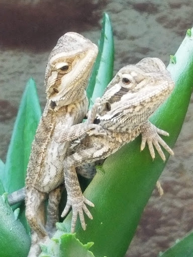 Pet Supply Store «Petco Animal Supplies», reviews and photos, 975 NW Gilman Blvd E, Issaquah, WA 98027, USA