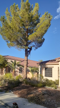 MTZ Landcare Maintenance - Photo 4 - Car repair in , Las Vegas