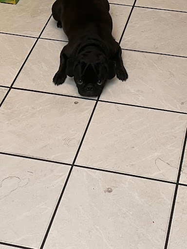 Pet Supply Store «Largo Feed & Garden Supply Inc», reviews and photos, 210 W Bay Dr, Largo, FL 33770, USA